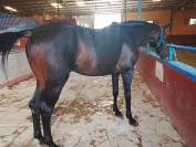 Yegua C.D.E 4 a&ntilde;os or&iacute;genes de salto y montada