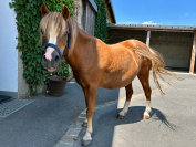 Ponette type Welsh