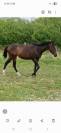 A vendre pur sang, 4ans, baie br&ucirc;l&eacute;e