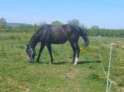 A vendre pur sang, 4ans, baie br&ucirc;l&eacute;e