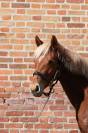 Ponette CO AS2/1 &agrave; louer ou vendre