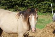 Poney OC