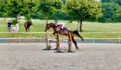 Jolie jument trotteuse !