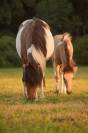 Poulain a r&eacute;server Islandais X irish cob