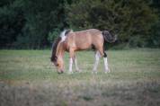 Poulain a r&eacute;server Islandais X irish cob