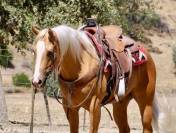 6-Year-Old &bull; 15-Hand Golden Palomino Gelding