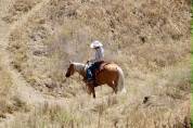 6-Year-Old &bull; 15-Hand Golden Palomino Gelding