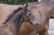 Poulain SF