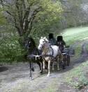 &Agrave; vendre : Rare paire de chevaux espagnols en attelage