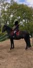 &Agrave; vendre : Rare paire de chevaux espagnols en attelage