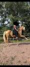 &Agrave; vendre : Rare paire de chevaux espagnols en attelage