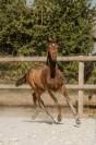 Poulain Pur-Sang Lusitanien selectionn&eacute; France Dressage