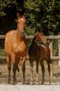 Poulain Pur-Sang Lusitanien selectionn&eacute; France Dressage