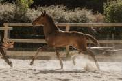 Poulain Pur-Sang Lusitanien selectionn&eacute; France Dressage