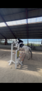 Gus - 6 ans (2020) - 1m52/53
