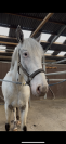 Gus - 6 ans (2020) - 1m52/53