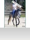 Sofien 37 ans Disponible pour poste de Palefrenier 