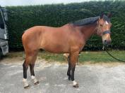 HONGRE de  8 ans   LOISIRS