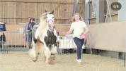 Poliche Irish Cob &agrave; vendre