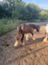 Poliche Irish Cob &agrave; vendre