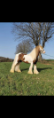 Poliche Irish Cob &agrave; vendre