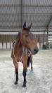 A VENDRE ~ Nugget Chavanais 