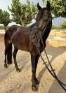 Yegua Poni D Negra