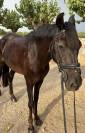Yegua Poni D Negra