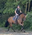 Yegua KWPN Caballo de Deporte Neerland&eacute;s En venta 2014 Bayo