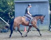 Yegua KWPN Caballo de Deporte Neerland&eacute;s En venta 2014 Bayo