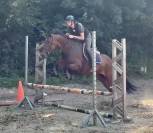 Yegua KWPN Caballo de Deporte Neerland&eacute;s En venta 2014 Bayo