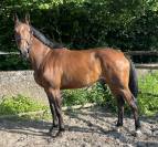 Splendide jument de 6 ans, sBs, +-1m62