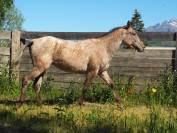poulain appaloosa 