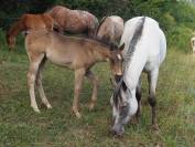 poulain appaloosa 
