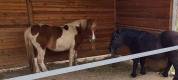 Poneys hongre OC et ONC
