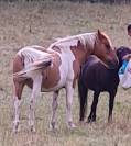 Poneys hongre OC et ONC