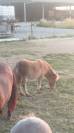 Poulain poney