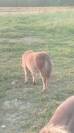 Poulain poney