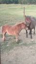 Poulain poney