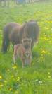 Poulain poney