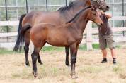 Pouliche de dressage Pina Colada x Johnson