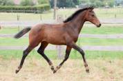 Pouliche de dressage Pina Colada x Johnson