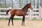 Pouliche de dressage Pina Colada x Johnson