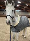 Oise: poney D AS2/AS1 &agrave; vendre 