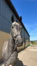 Nashira de Molion, Jument, 3 ans, Grise; SF, toise 1.65