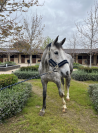 Caballo de salto de 7 a&ntilde;os con excelente proyeccion