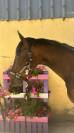 Night to you, Hongre, 3 ans, Bai; SF, toisera 1.65&ndash;1.68