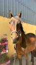 Night to you, Hongre, 3 ans, Bai; SF, toisera 1.65&ndash;1.68