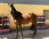 Night to you, Hongre, 3 ans, Bai; SF, toisera 1.65&ndash;1.68