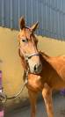 Nostradamus Hongre, 3 ans, Alezan br&ucirc;l&eacute;, SF, toise 165